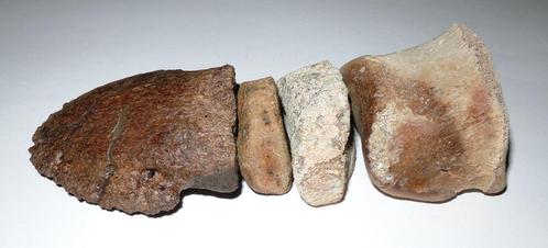 Dinosaurus teen - Hadrosaurus sp - 15 cm, Verzamelen, Mineralen en Fossielen, Fossiel, Ophalen of Verzenden