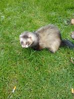Angora fretten(ram nog vrij), Dieren en Toebehoren, Overige Dieren, Juni