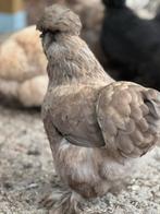 Trio zijdehoen hennen, Dieren en Toebehoren, Pluimvee, Vrouwelijk, Kip