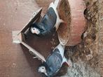 Kapasijn Duiven, Dieren en Toebehoren, Vogels | Duiven
