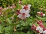Geranium spessart, Ophalen