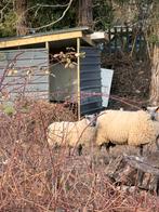 A vendre des belle brebis de race bleu de maine, Femelle, Mouton, 0 à 2 ans