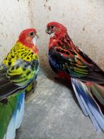 Koppel rosellas, Dieren en Toebehoren, Meerdere dieren, Parkiet, Geringd