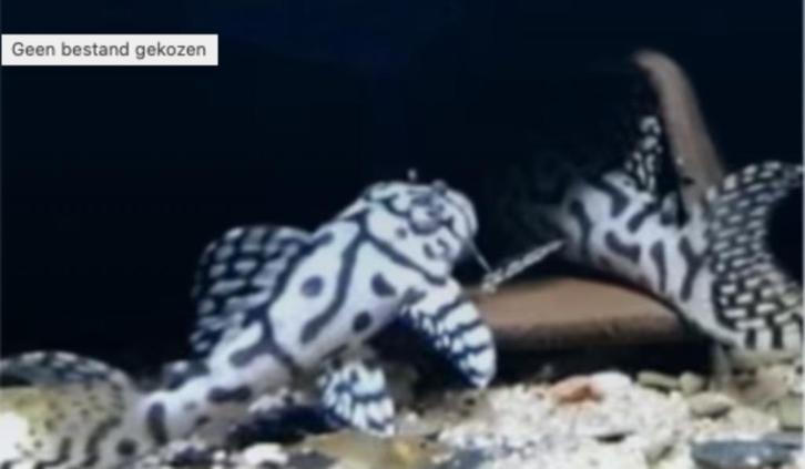 L-nummers, Dieren en Toebehoren, Vissen | Aquaria en Toebehoren, Ophalen of Verzenden