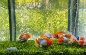 6 x Red White Lionchu’s geslacht mix OP=OP beschikbaar voor biedingen