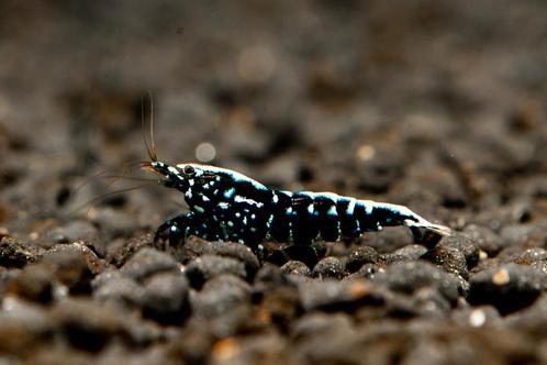 Caridina galaxy en fishbone uit nakweek high grade boas, Animaux & Accessoires, Poissons | Poissons d'aquarium