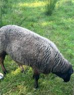 schaap, Animaux & Accessoires, Moutons, Chèvres & Cochons, Femelle, Mouton, 0 à 2 ans