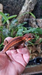 Rhacodactylus Auriculatus Gargoyle Gecko man, Dieren en Toebehoren