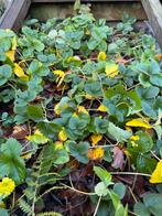 Aardbei planten, goed beworteld ., Jardin & Terrasse, Plantes | Jardin, Annuelle, Printemps, Plein soleil, Enlèvement