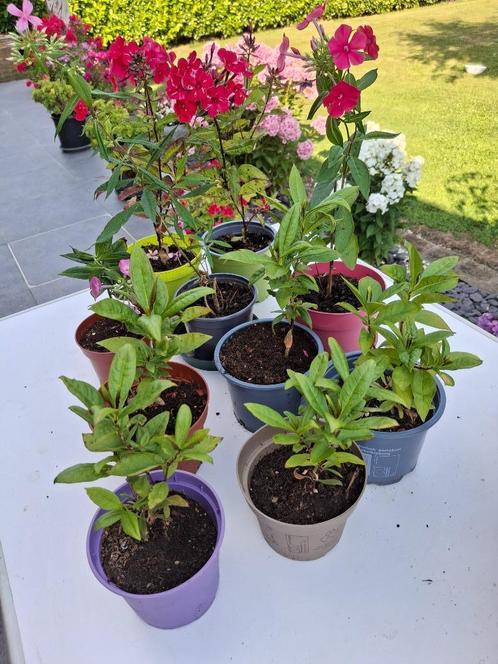 Jonge phloxplanten (vaste planten). Meerdere kleuren, Tuin en Terras, Planten | Tuinplanten, Vaste plant, Overige soorten, Volle zon
