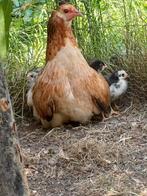 Kloek met 3 kuikens