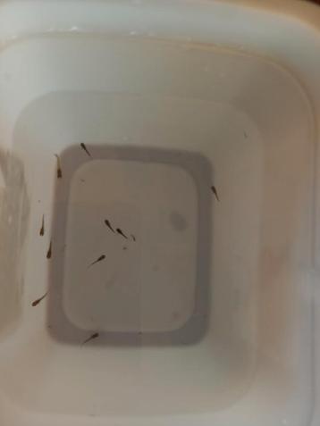 Guppies  beschikbaar voor biedingen