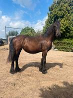 Fries paard jaarling, Ophalen of Verzenden