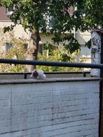 Pauwstaart koppel duiven, Dieren en Toebehoren
