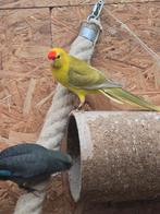 Kakariki, Dieren en Toebehoren, Meerdere dieren, Parkiet, Geringd