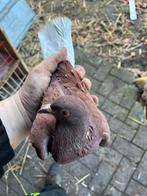 Prachtige duivin, Dieren en Toebehoren