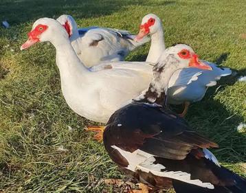 Barberie eenden / muskuseenden  beschikbaar voor biedingen