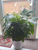 Grande plante purificatrice d'air en forme de cuillère, 65 c, Maison & Meubles, Plantes d'intérieur, Enlèvement ou Envoi