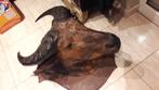 Buffel kaffer opgezet taxidermie, Verzamelen, Dierenverzamelingen, Ophalen, Zo goed als nieuw