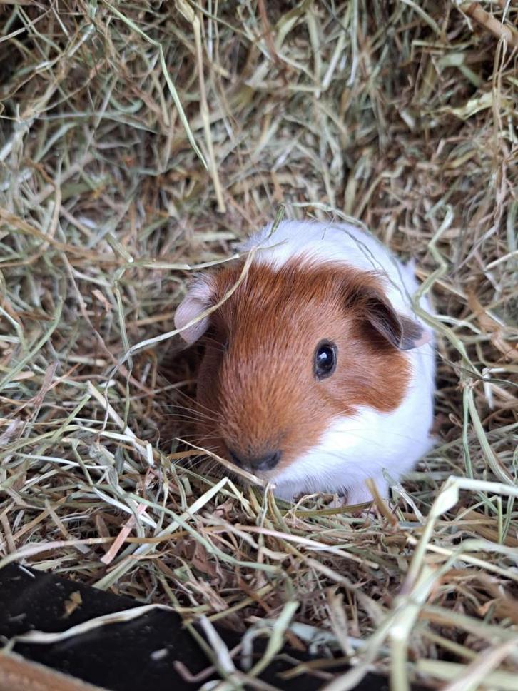Gladhaar - Rood Bont California - Zeugje (2), Dieren en Toebehoren, Knaagdieren, Vrouwelijk, Cavia, Augustus, Tam