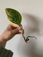Epipremnum Marble Planet Variegata, Huis en Inrichting, Kamerplanten, Ophalen of Verzenden