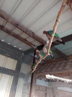 groenvleugel duifjes, Dieren en Toebehoren