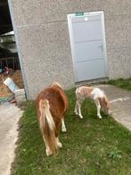 Merrie met merrieveulen, Dieren en Toebehoren, Pony's, Merrie