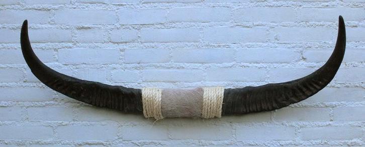 Texas style BULLBAR- 96 cm - waterbuffel hoorns (ref. i2), Collections, Collections Animaux, Neuf, Autres types, Animal de ferme
