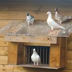 jonge duiven, Dieren en Toebehoren, Vogels | Duiven
