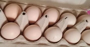 Bevruchte eieren zijdehoen (mogelijk naakthalzen)