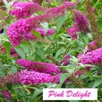 VLINDERSTRUIKEN/VLINDERBLOEMEN: Wit, Rood, Paars, Roze 7€/st, Ophalen of Verzenden, Vlinderstruik, Struik, Minder dan 100 cm