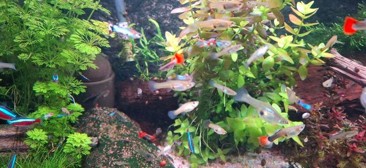 Baby guppy's, Animaux & Accessoires, Poissons | Poissons d'aquarium, Poisson d'eau douce, Poisson