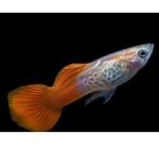 Snakeskin koi guppy, Vis, Zoetwatervis, Schoolvis