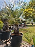 Palmboom - Brahea Armata, Jardin & Terrasse, Plantes | Arbres, Enlèvement, Palmier