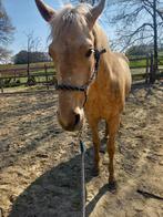 Hera zoekt een verzorger/halve stal, Dieren en Toebehoren, Paarden, Merrie