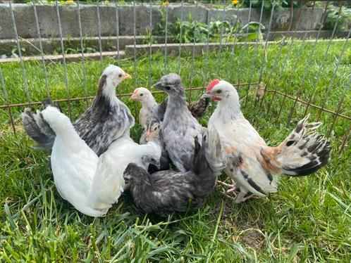 Jonge krielhennen en haantjes, Dieren en Toebehoren, Pluimvee, Kip, Meerdere dieren