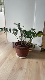 Vetplant 60 cm hoog, Maison & Meubles, Plantes d'intérieur, Enlèvement, Plante succulente