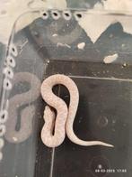 Haakneusslang snow, Dieren en Toebehoren, Slang, 0 tot 2 jaar