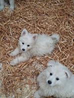 Zwitserse herder pups, Dieren en Toebehoren, België, Fokker | Hobbymatig, Reu, CDV (hondenziekte)