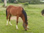 pony, Dieren en Toebehoren, Gechipt, Springpony, 0 tot 2 jaar, Hengst