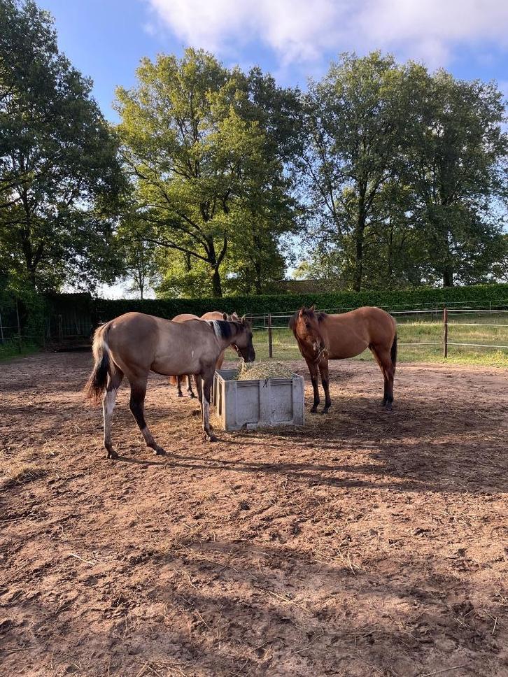 Stalling voor paard of pony, Dieren en Toebehoren, Stalling en Weidegang, Stalling, Weidegang, 1 paard of pony