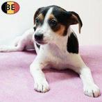 Levendige Belgische Fox teefjes pups te koop, Dieren en Toebehoren, België, CDV (hondenziekte), 8 tot 15 weken, Teef