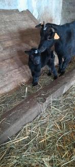 "super lieve kleintjes", Dieren en Toebehoren, Meerdere dieren, Geit, 0 tot 2 jaar