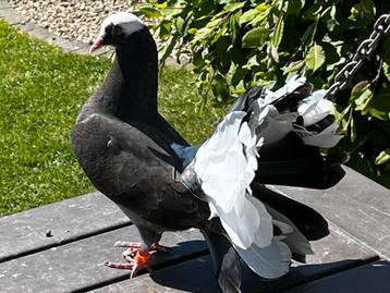 Pauwstaart met waaierstaart