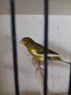 Raza espagnola koppel te koop, Meerdere dieren, Postuurkanarie