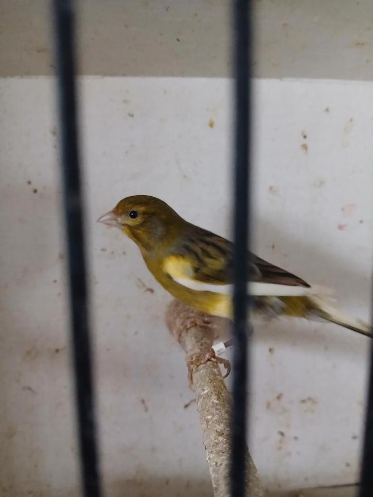 Raza espagnola koppel te koop, Animaux & Accessoires, Oiseaux | Canaris, Canari de posture, Plusieurs animaux