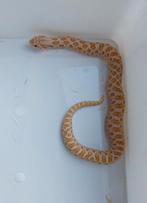 Heterodon nasicus (2025)