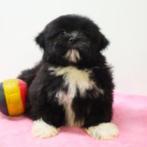 Lhasa Apso - Belgische pups te koop, CDV (hondenziekte), Meerdere, Teef, België