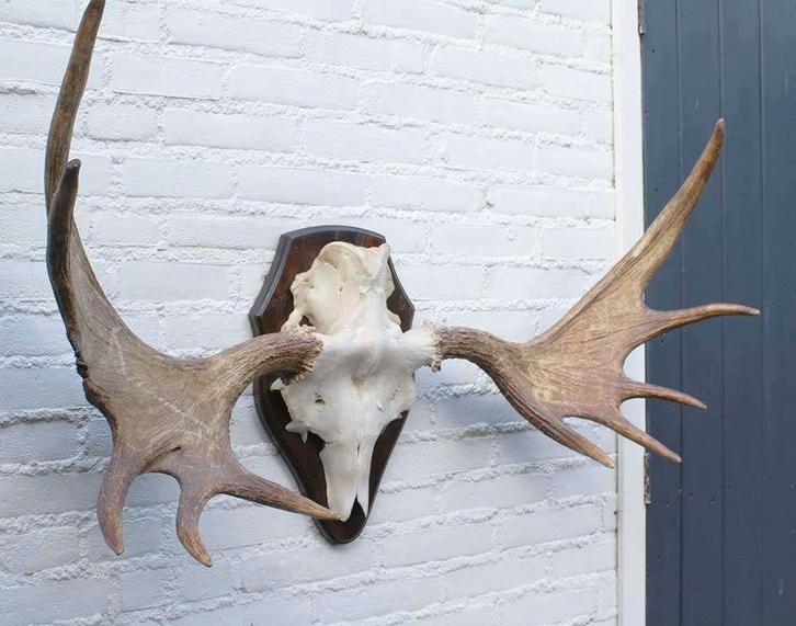Groot Scandinavisch ELAND GEWEI op houten schild (ref. F), Verzamelen, Dierenverzamelingen, Gebruikt, Gewei of Kop, Hert, Ophalen