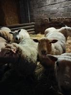 Drachtige schapen, Dieren en Toebehoren, Schapen, Geiten en Varkens